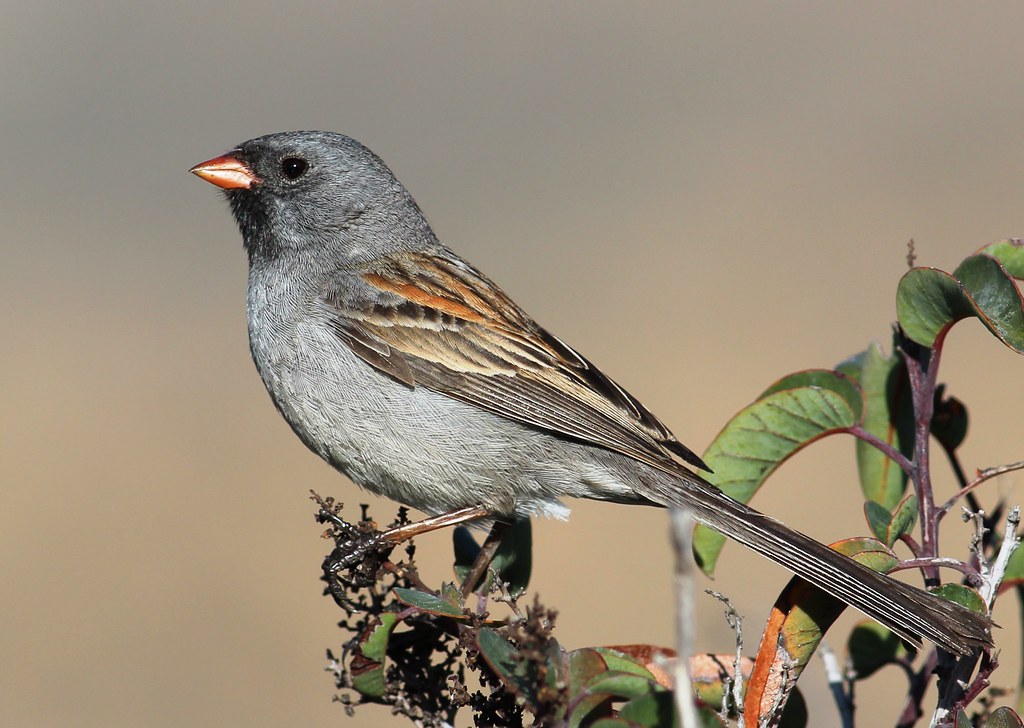 Black-chinned Sparrow